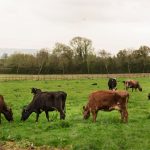 Rumin8’s feed additive reduces methane by 95.2% in cattle trial
