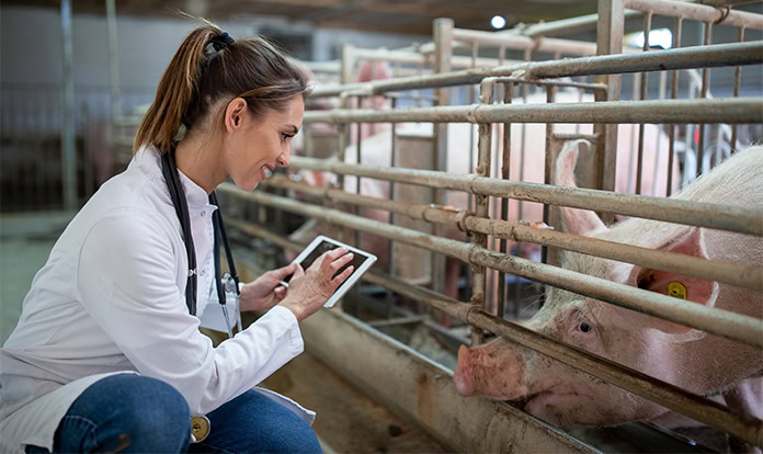 SFR introduces new tool to map needs of sows