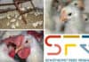 SFR starts research about laying roosters