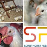 SFR starts research about laying roosters