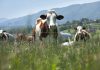 SFR teams up with A-Systems to bring its E-dairy model to market