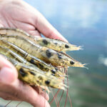 SGS urges vigilance on antibiotic residues in seafood