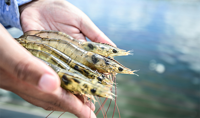 SGS urges vigilance on antibiotic residues in seafood