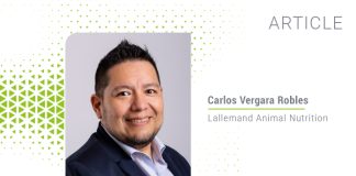 Safeguarding probiotics in ruminant feed production