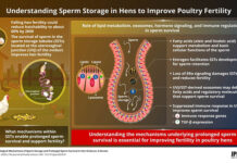 Safeguarding sperm storage could sustain poultry fertility