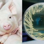 Phileo: Safglucan mitigates negative impact of Lawsonia intracellularis