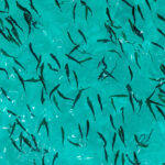 Salmon Evolution completes second smolt release at Indre Harøy