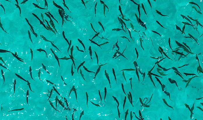 Salmon Evolution completes second smolt release at Indre Harøy