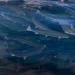 Salmon crowding handbooks released