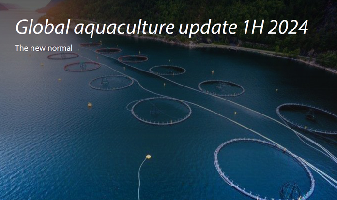 Rabobank: Salmon industry to be most profitable aquaculture sector