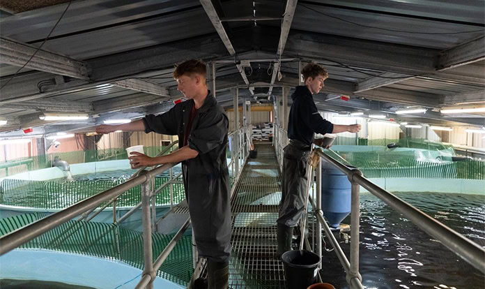 Salmon produced under Label Rouge standard to be fed insects