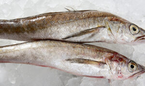 Scoular acquires fish processing facility for pet food 