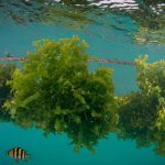 Scoular and Seadling offer fermented dried seaweed for pet food