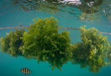 Scoular and Seadling offer fermented dried seaweed for pet food