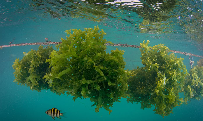 Scoular and Seadling offer fermented dried seaweed for pet food