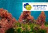 Seaweed experts gather in Australia for Seagriculture Asia-Pacific