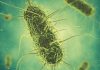 Selko organizes Salmonella from feed to food webinar on June 20