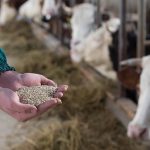 Selko research to address global and regional mycotoxin challenges