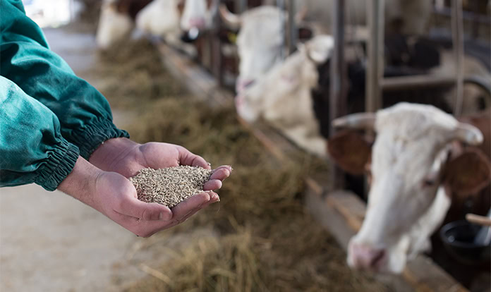 Selko research to address global and regional mycotoxin challenges