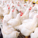 Selko shares performance and economic effects of different water acidification strategies