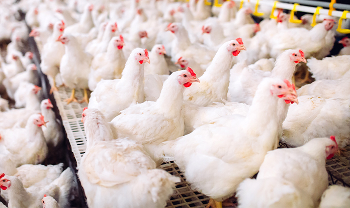 Selko shares performance and economic effects of different water acidification strategies 