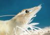 Selko to discuss Vibriosis in shrimp at event in Asia