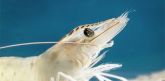 Selko to discuss Vibriosis in shrimp at event in Asia