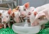Selko to focus on dietary strategies for piglets at conference in Germany