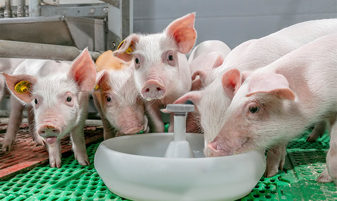 Selko to focus on dietary strategies for piglets at conference in Germany