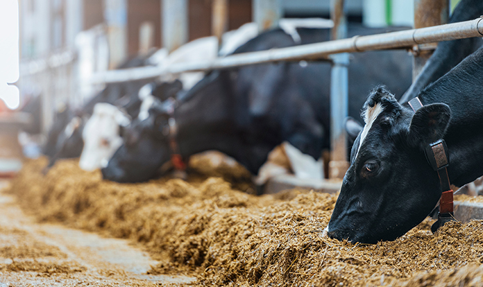 Selko to present IntelliBond's impact on dairy farm carbon footprint 