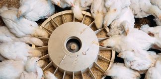 Selko to share how trace minerals support immune response at EPC