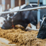 Selko webinar to explore managing mycotoxin risk in dairy cows