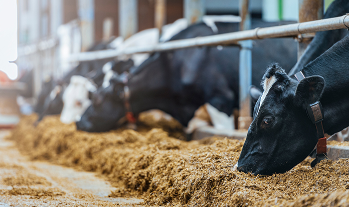 Selko webinar to explore managing mycotoxin risk in dairy cows