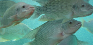 Significant breakthrough in the development of disease-resistant tilapia strains