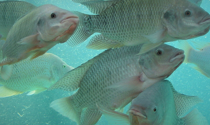 Significant breakthrough in the development of disease-resistant tilapia strains