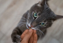 Singapore greenlights cultivated meat pet treats