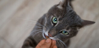 Singapore greenlights cultivated meat pet treats