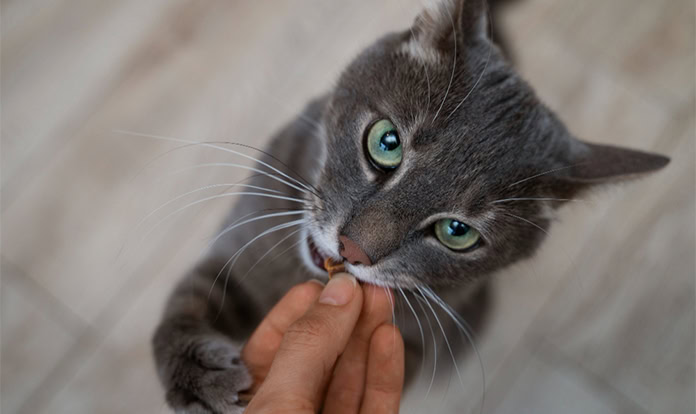 Singapore greenlights cultivated meat pet treats