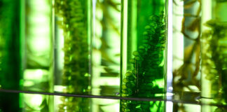 Single-cell protein market outlook