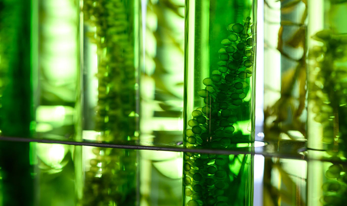 Single-cell protein market outlook