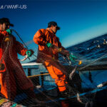 Skretting collaborates with WWF and Finance Earth to blue finance