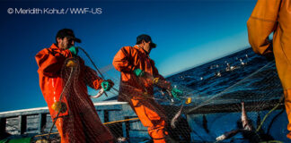 Skretting collaborates with WWF and Finance Earth to blue finance