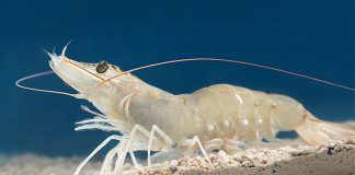 Skretting launches functional diet Armis for shrimp