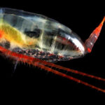 Skretting partners with Zooca Calanus to develop innovative nutritional solutions