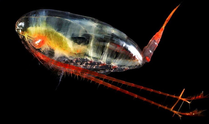 Skretting partners with Zooca Calanus to develop innovative nutritional solutions