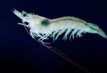 Skretting unveils next-gen shrimp feeds