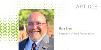 Sorghum as a feed grain alternative: A new era in livestock farming