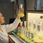 Stellar technology boosts efficiency of microalgae processing