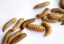 Strategic R&D partnership aims to bring probiotics to insect farming