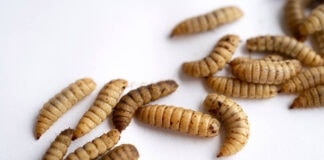 Strategic R&D partnership aims to bring probiotics to insect farming